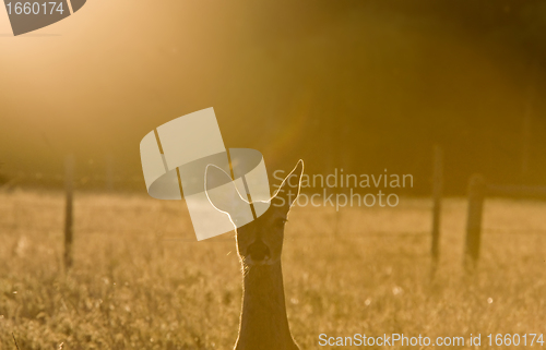 Image of Deer in a field