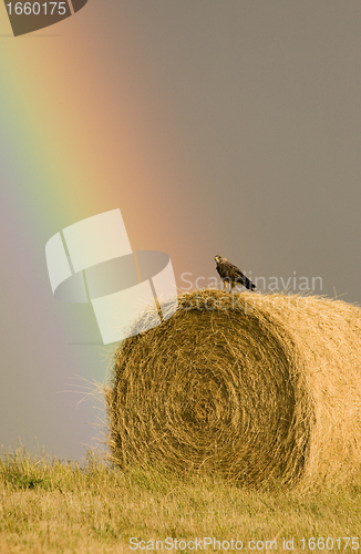 Image of Swainson Hawks on Hay Bale