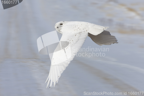 Image of Snowy Owl in Flight