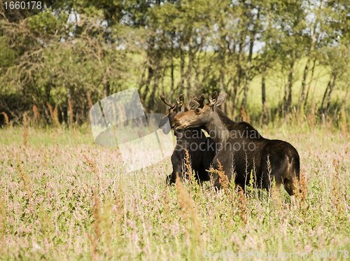 Image of Young Bull Moose