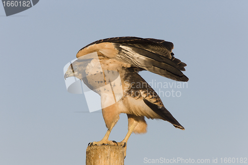 Image of Swainson Hawk on Post