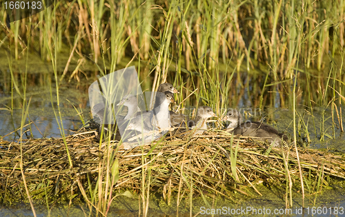 Image of Waterhen Babies