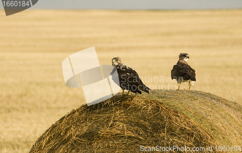 Image of Swainson Hawks on Hay Bale