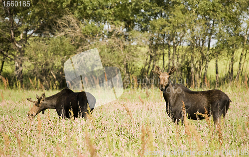 Image of Young Bull Moose