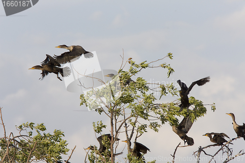 Image of Cormorants in tree Saskatchewan