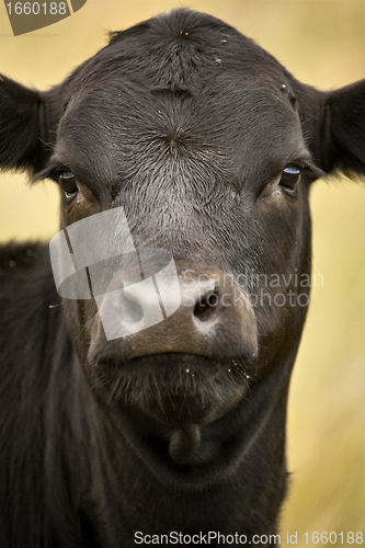 Image of Close up Cow