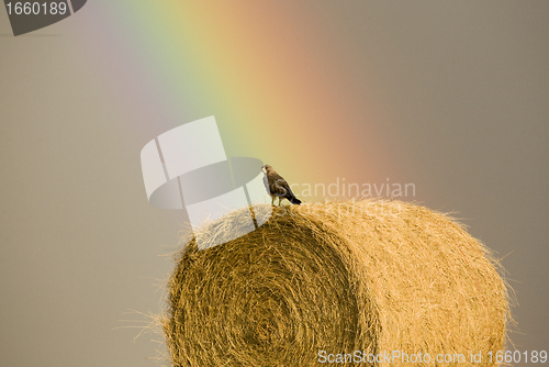 Image of Swainson Hawks on Hay Bale