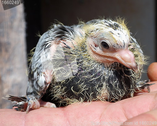 Image of Pigeon nestling little sitting on hand