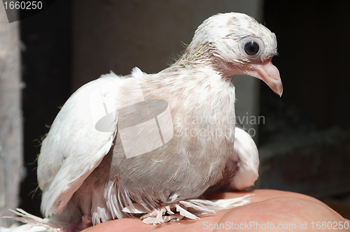 Image of Dove nestling white 