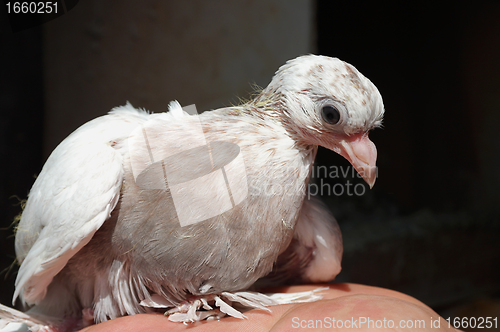 Image of Pigeon white nestling domestic