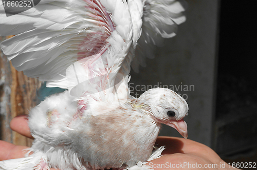 Image of Pigeon baby nestling