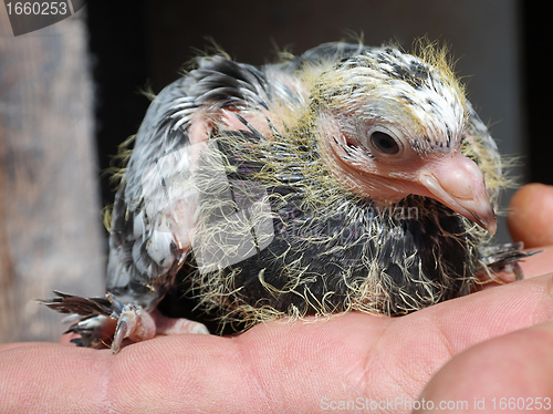 Image of Pigeon nestling baby