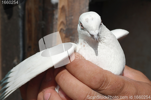 Image of White Pigeon Dove