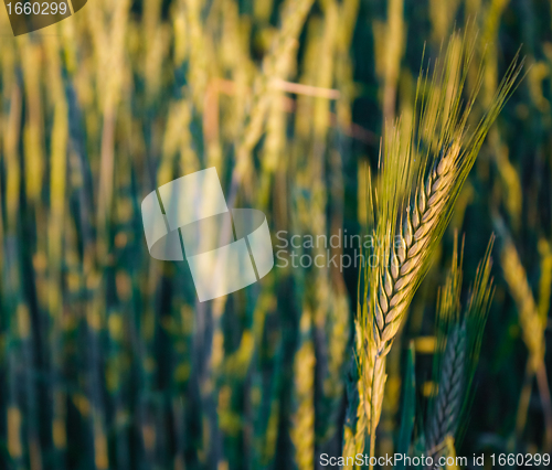 Image of Green barley ears