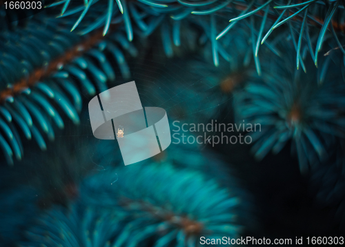 Image of spider in covered web