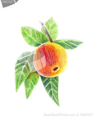 Image of ripe apple on a branch