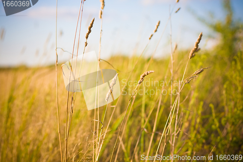 Image of light over field