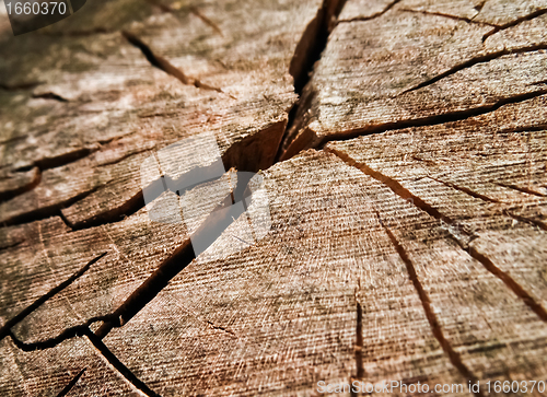 Image of Old dried wood texture