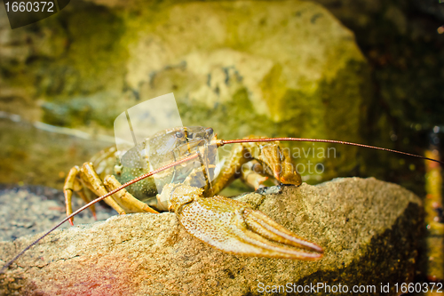 Image of The crawfish on a stone