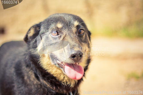 Image of Young german shepherd