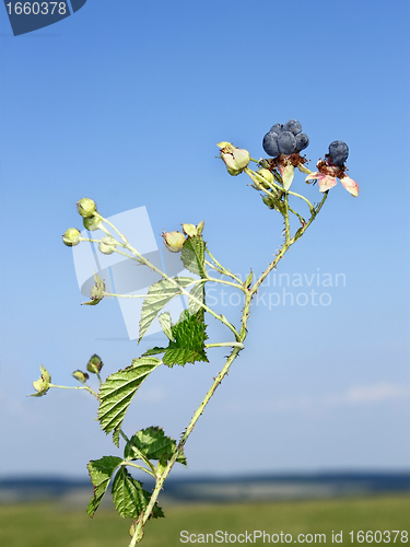 Image of Blackberry berries against blue sky
