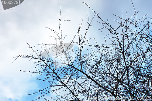 Image of Tree against cloudy sky