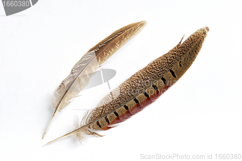 Image of Wild bird feather