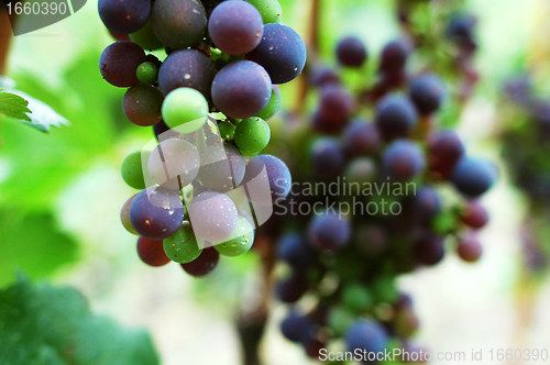 Image of Raw grapes