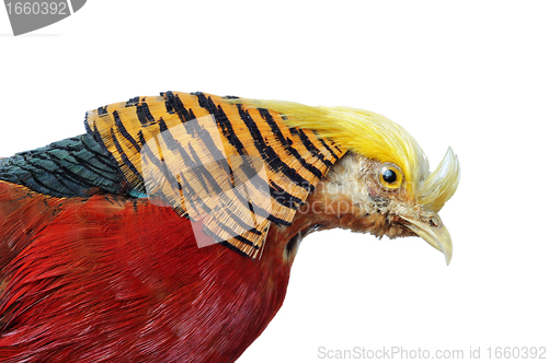 Image of Golden Pheasant