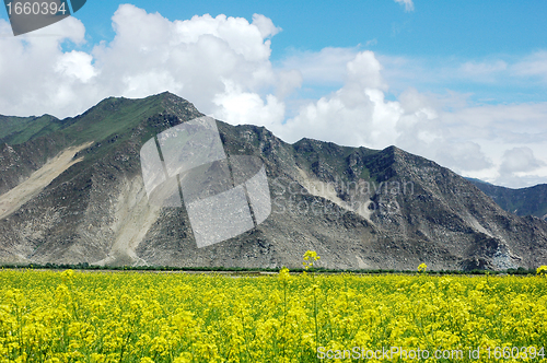 Image of Landscape of rapeseed fields