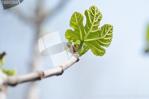 Image of Small green leaf of Platanus acerifolia (plane tree) in spring 