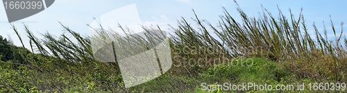 Image of High reeds bent by wind on sky background