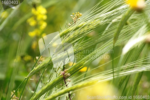 Image of Wild-growing cereals on green meadow in spring closeup 