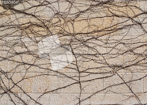 Image of Dry brown vine on beige stone wall texture