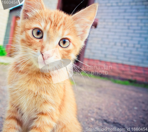 Image of A red kitten sitting on a stone.