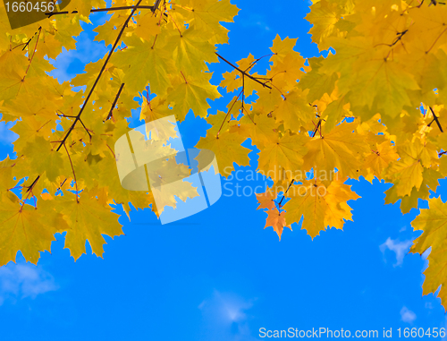 Image of autumn leaves