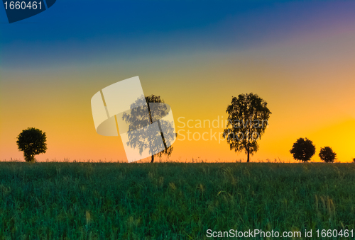 Image of Sunset over trees