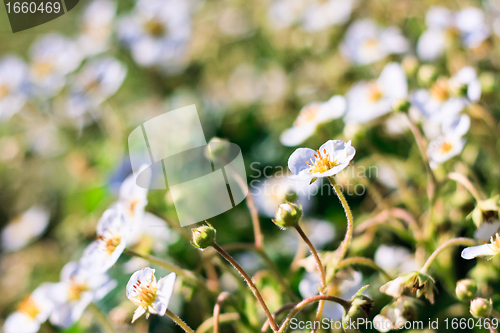 Image of strawberry flowers