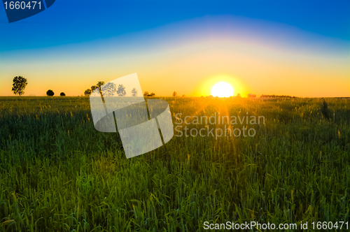 Image of Wheat field at sunset.