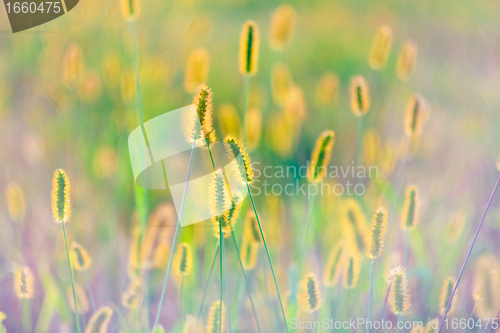 Image of Fresh grass on meadow