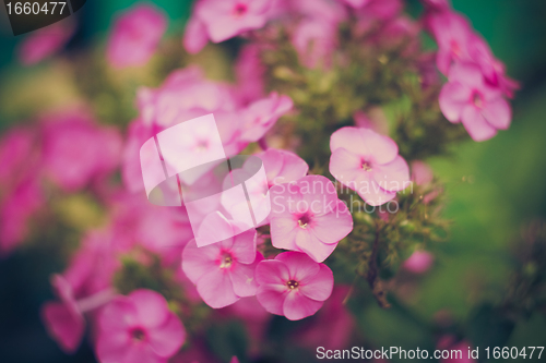 Image of Green grass and pink flowers