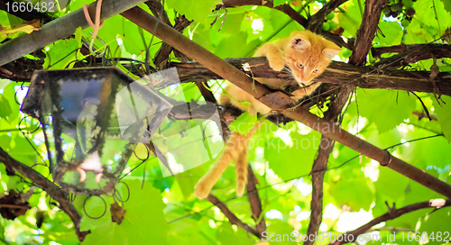 Image of Young kitten sitting on branch