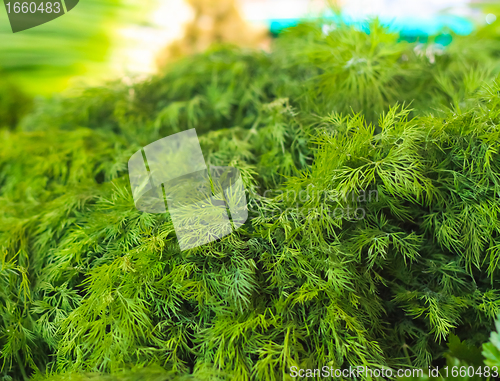 Image of Fresh green fennel