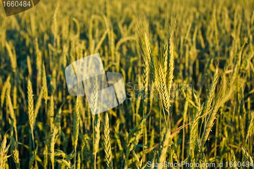 Image of Green barley ears