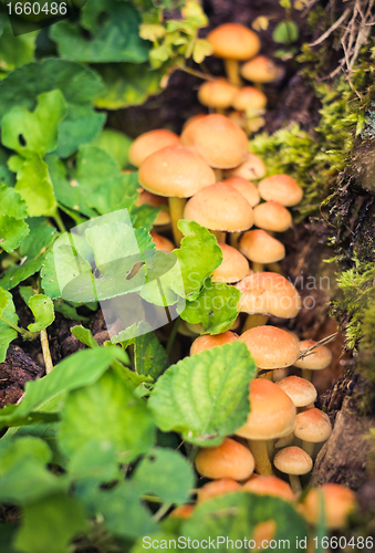 Image of Mushrooms