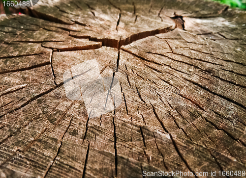 Image of Old dried wood texture