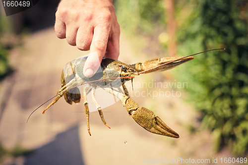 Image of The crawfish in hand