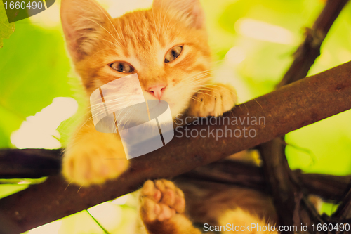 Image of Young kitten sitting on branch