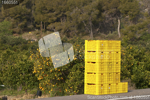 Image of Orange harvest