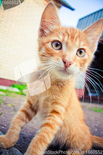 Image of A red kitten sitting on a stone.